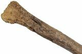 Fossil Theropod Dinosaur Limb Bone - Wyoming #306851-5